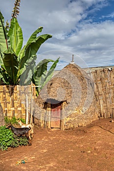 Elephant-shaped huts in Dorze Village, Ethiopia