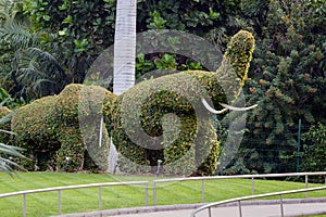 Elephant shaped topiary green trees in ornamental garden