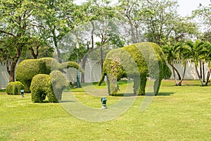 Elephant shaped tree Decorated in Bang Pa-In Royal Palace Ayutthaya