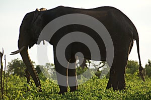 Elephant shilhoutte on a green hill