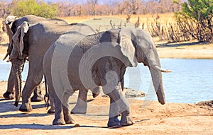 Elephant with a short trunk due to being caught in a snare