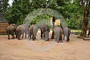The elephant show one activity that people like to show Thailand