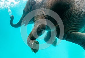 Elephant show swimming and blow the bubbles