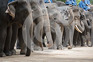 Elephant show and training with mahout. Lampang ,Thailand