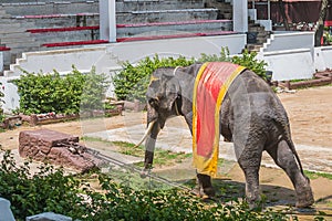 Elephant show walking