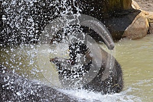 Elephant shower