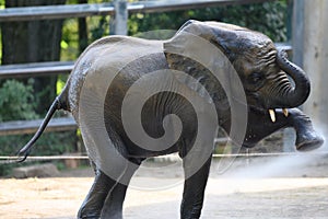 Elephant shower in Zoo Wuppertal, Germany.