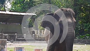 An elephant showered earth from its trunk to cool off at a zoo