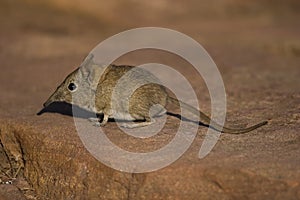 Elephant Shrew