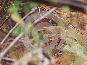 Elephant Shrew