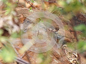 Elephant Shrew