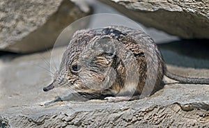 Elephant shrew 5