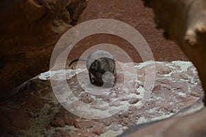 Elephant shrew - Macroscelides proboscideus