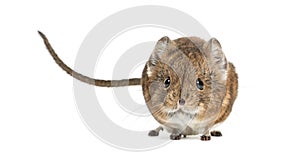 Elephant shrew - Macroscelides proboscideus - isolated on whitre