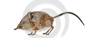 Elephant shrew - Macroscelides proboscideus - isolated on whitre