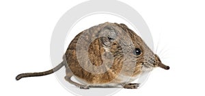 Elephant shrew - Macroscelides proboscideus - isolated on whitre