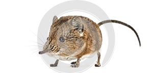 Elephant shrew - Macroscelides proboscideus - isolated on whitre