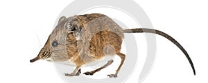 Elephant shrew - Macroscelides proboscideus - isolated on whitre photo