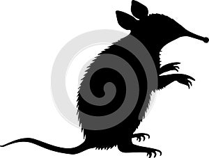 Elephant shrew silhouette. Somali shrew vector illustration. Sengi shape. Black filled outline isolated on white