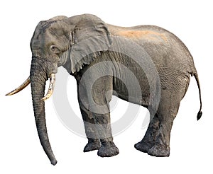 Elephant side view