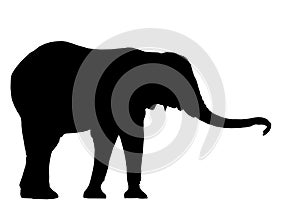 Elephant Silhouette