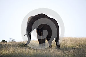 Elephant silhouette in the Addo National Park