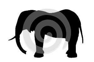 elephant silhouette black img