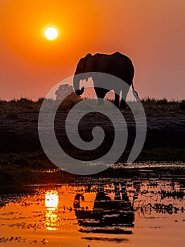 Elephant Silhouette and Reflection At Sunset