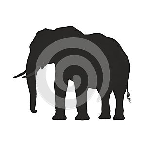 African Elephant Silhouette Dark Grey Strong Animal Wildlife Nature Graphic Design Image Zoo Tusks photo
