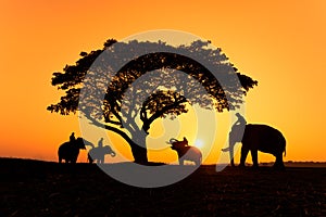Elephant silhouette at sunrise at an elephant village in Thailand