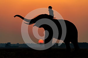 Elephant silhouette at sunrise at Elephant Village in Thailand