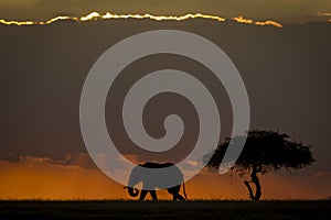 Elephant silhouette in sunset in Masai Mara in Kenya