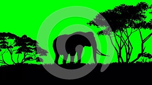 Elephant sillouette on green screen