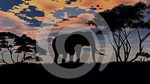 Elephant sillouette on sunset background