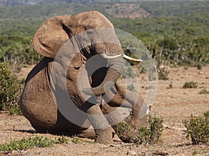 Elephant sitting.