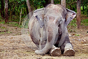 Un elefante ritratto 