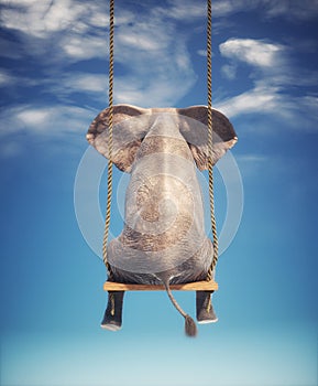 Elephant sitting on a swing