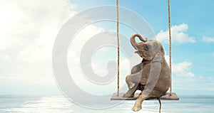 Elephant sitting on a swing above water. Concept of freedom and happiness