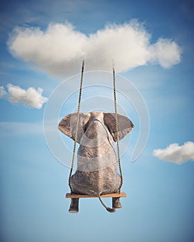 Elephant sitting on a swing. Freedom and happiness concept