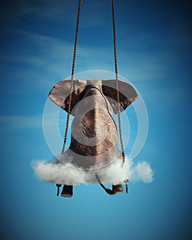 Elephant sitting on a swing. Freedom and happiness concept