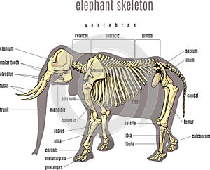 elephant skeleton