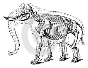 Elephant skeleton I Antique Scientific Illustrations