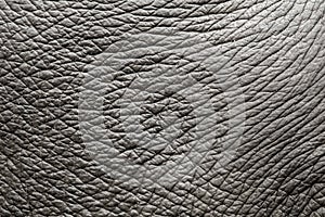 Elephant skin img