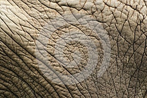 Elephant skin