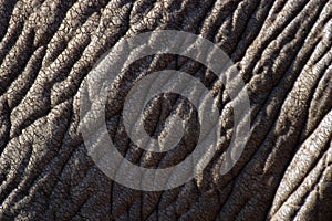 Elephant Skin