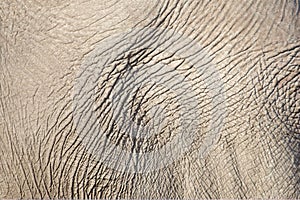 Elephant skin photo