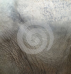 Elephant skin