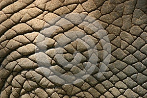 Elephant Skin photo