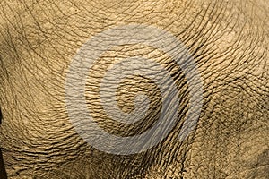 Elephant skin