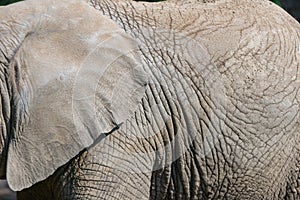 Elephant skin